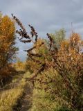 Veratrum lobelianum. Усыхающая верхушка плодоносящего растения со зрелыми плодами. Мурманск, Горелая сопка, склон вост. экспозиции, 245 м н.у.м., окружённая березняком сыроватая луговина, у обочины грунтовой дороги. 18.09.2021.