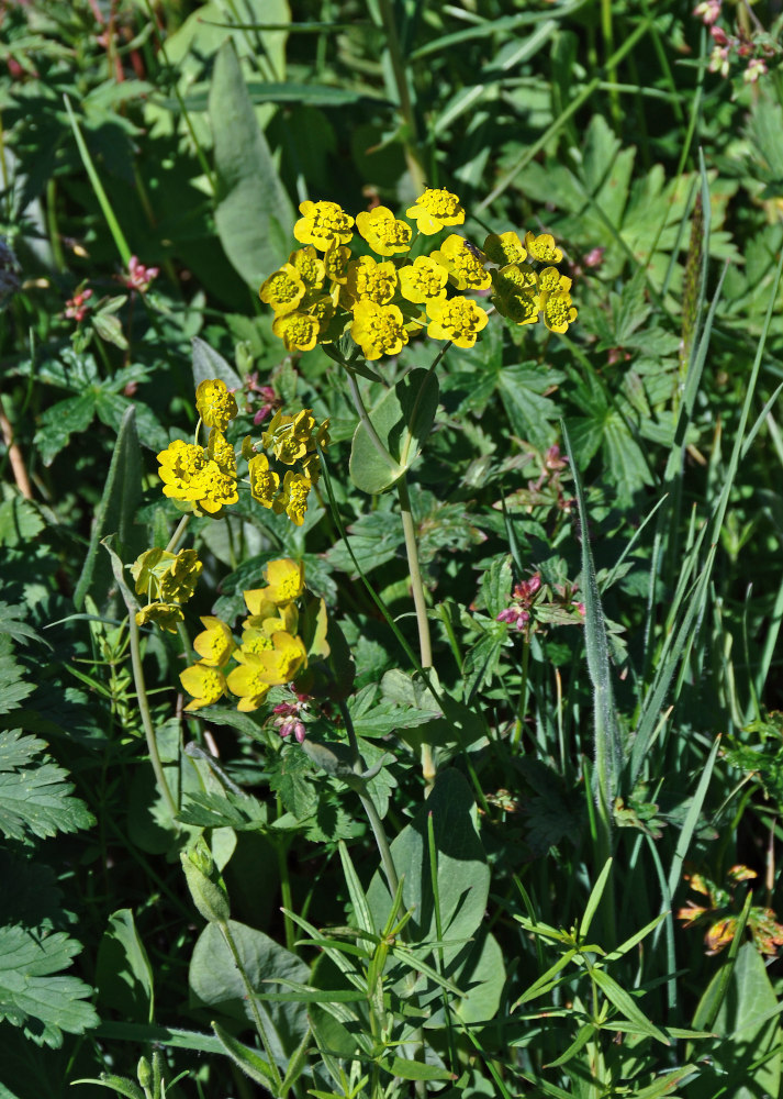 Изображение особи Bupleurum aureum ssp. porfirii.