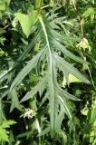 Cirsium pendulum