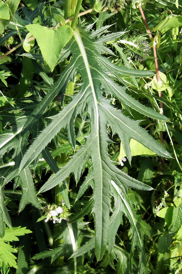 Изображение особи Cirsium pendulum.