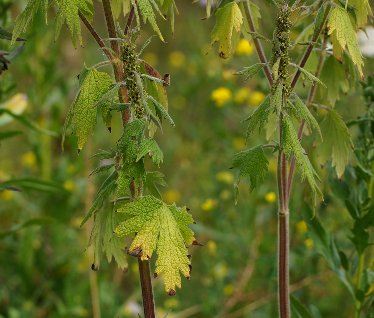 Изображение особи Leonurus quinquelobatus.