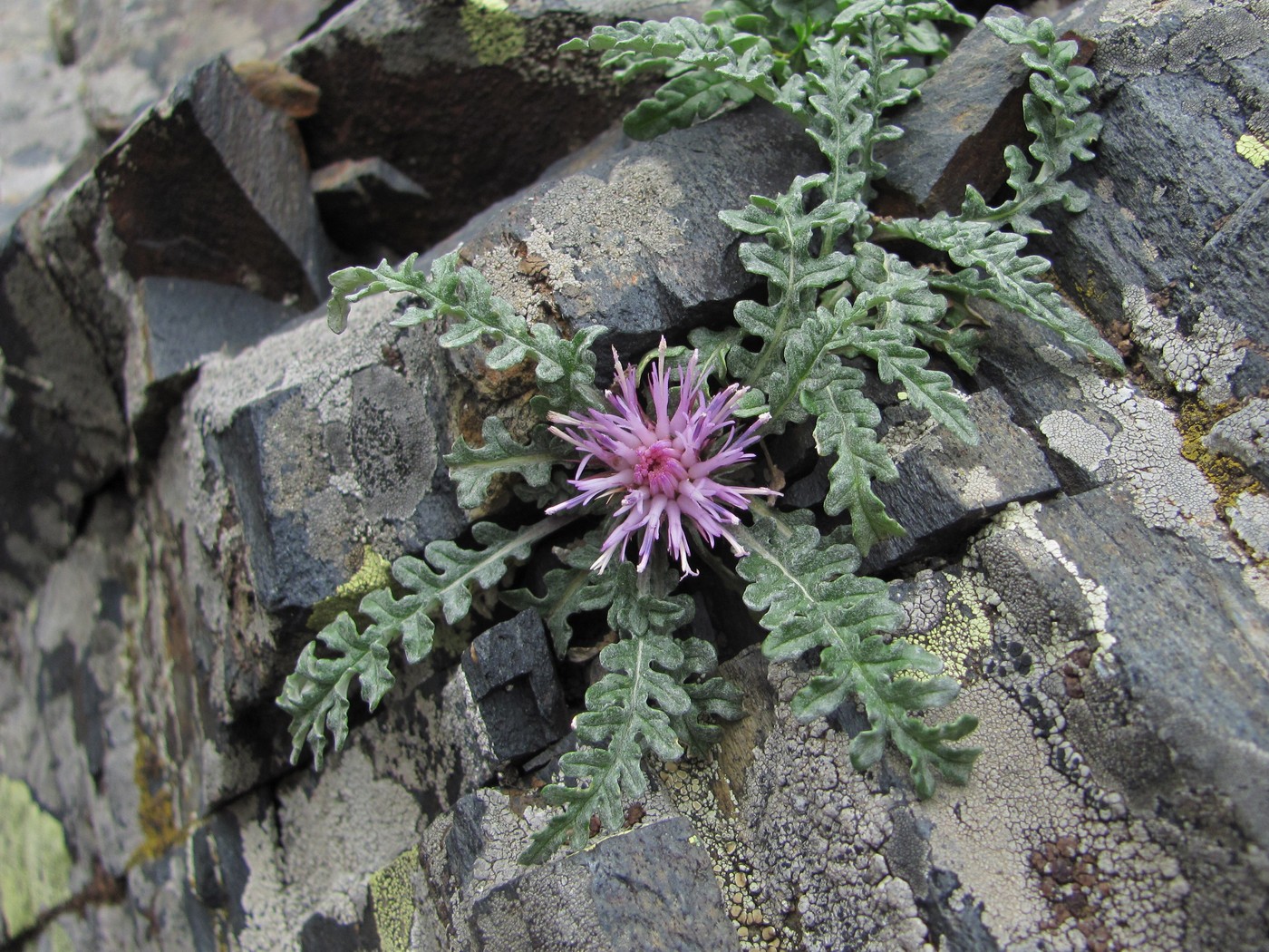 Image of Jurinea filicifolia specimen.