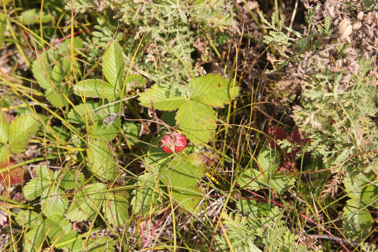 Изображение особи Fragaria viridis.