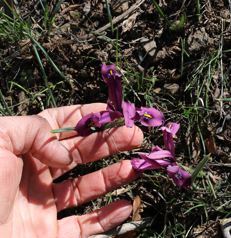 Изображение особи Iridodictyum reticulatum.