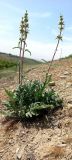 Phlomoides mihaelis