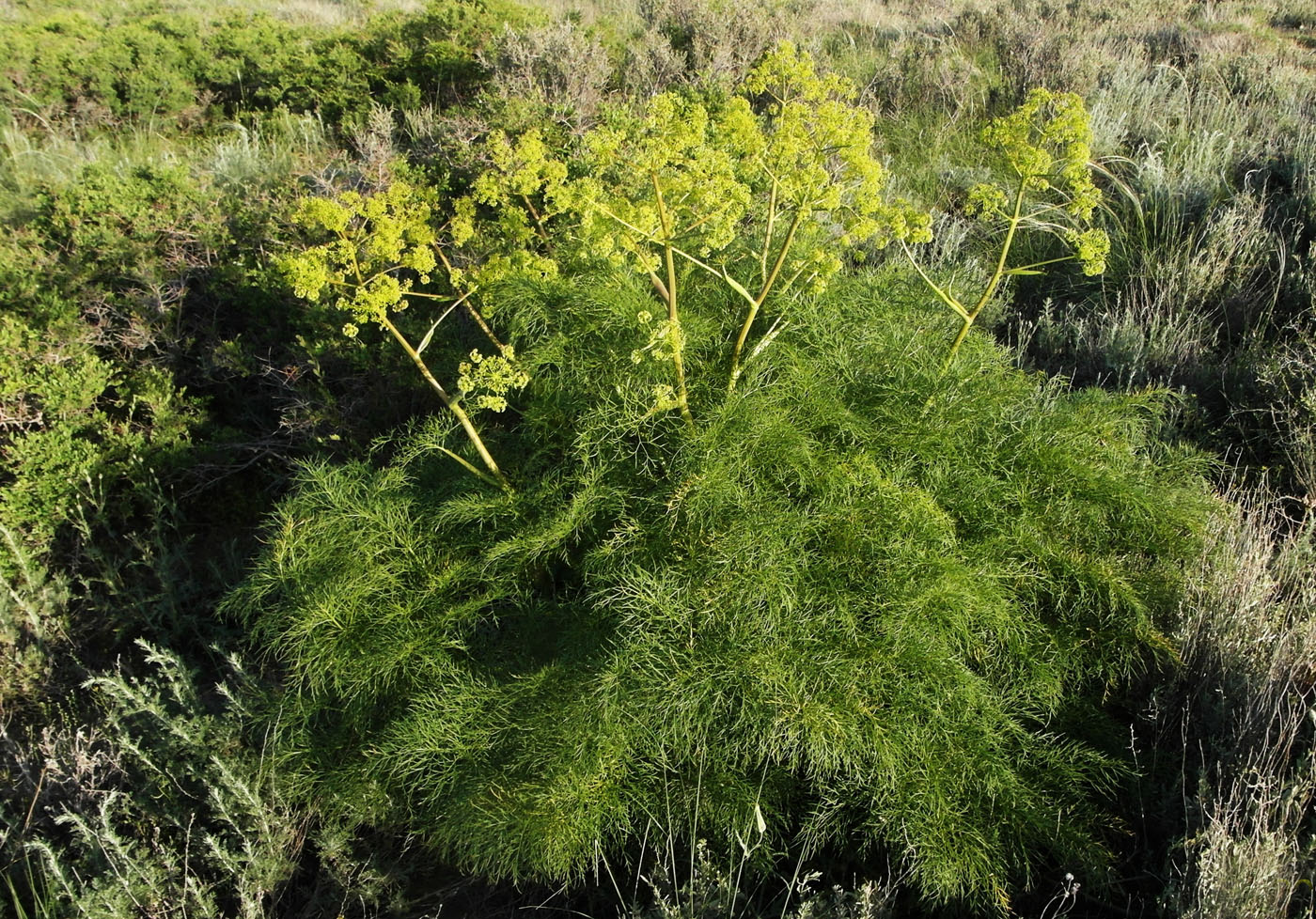 Изображение особи Ferula songarica.