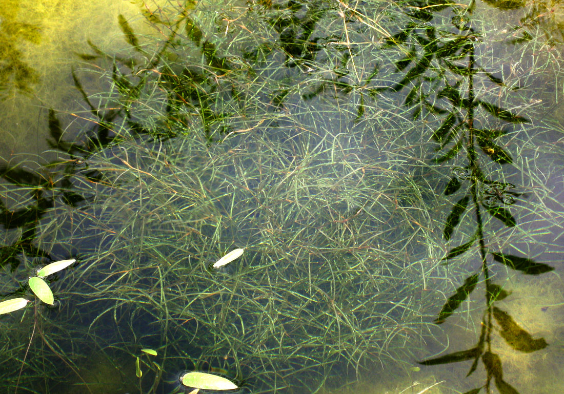 Image of Potamogeton friesii specimen.