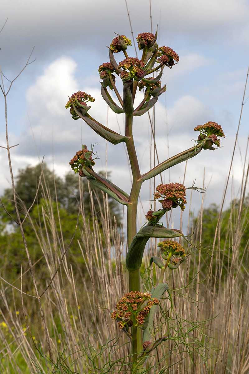 Изображение особи Ferula communis.