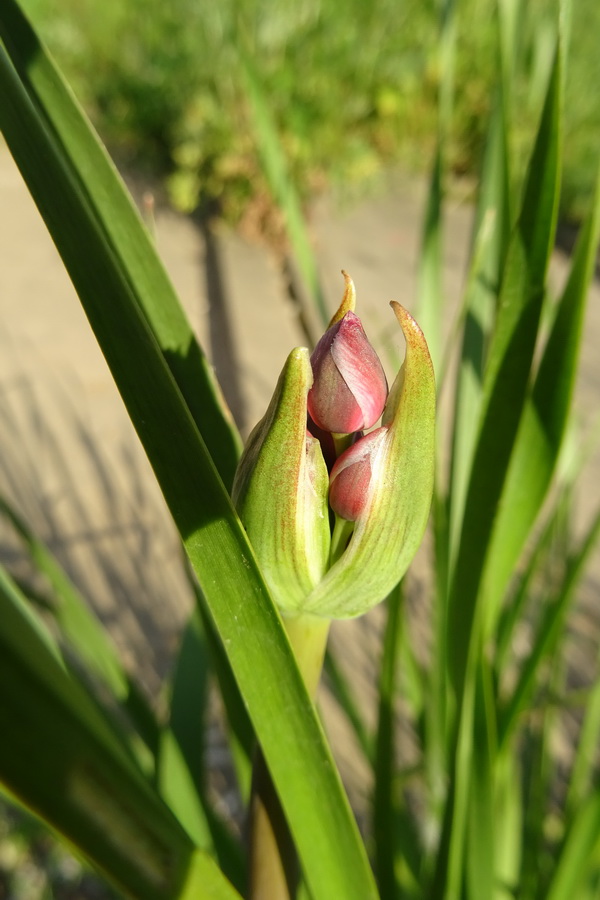 Изображение особи Butomus umbellatus.