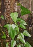 Hedera pastuchovii