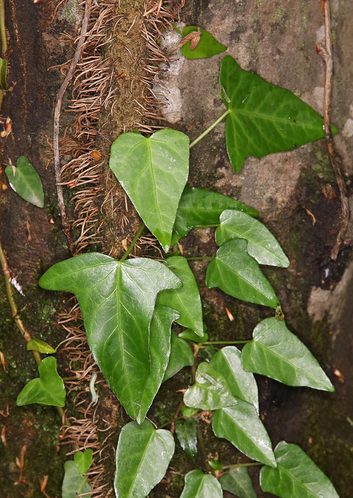 Image of Hedera pastuchovii specimen.