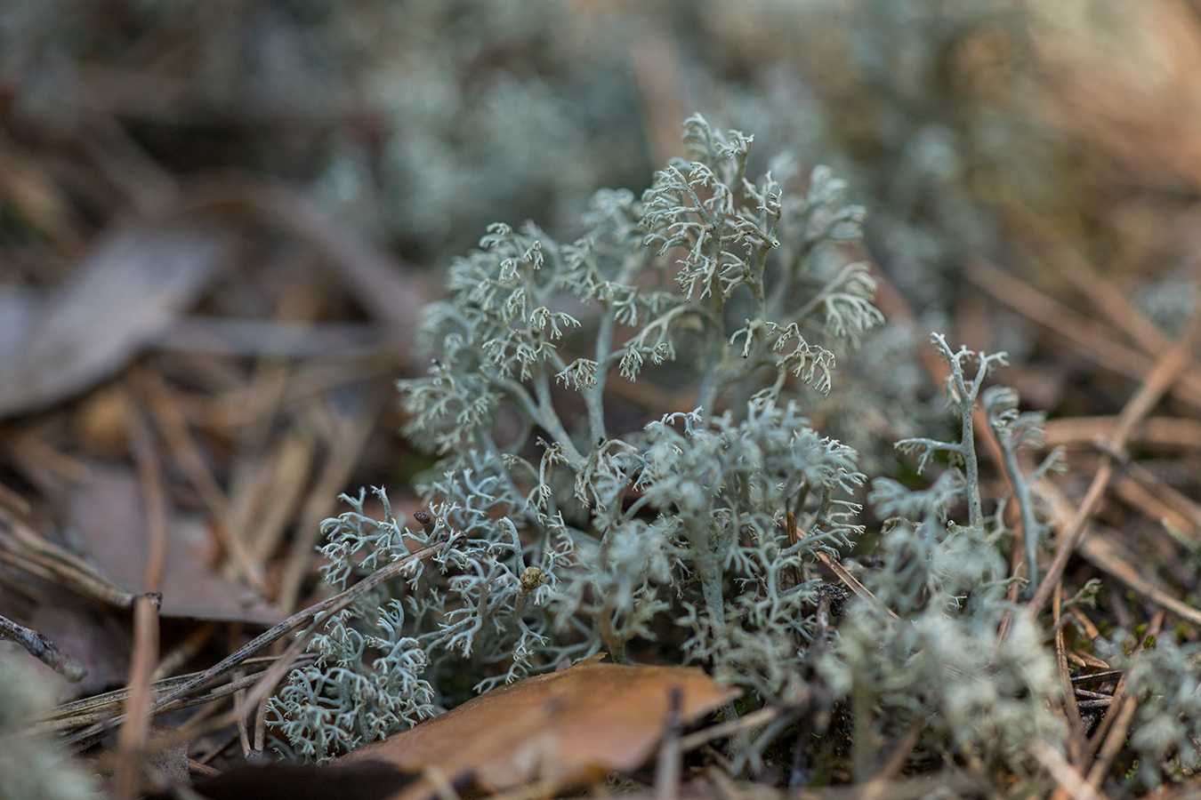 Изображение особи Cladonia rangiferina.