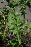 Cirsium vulgare