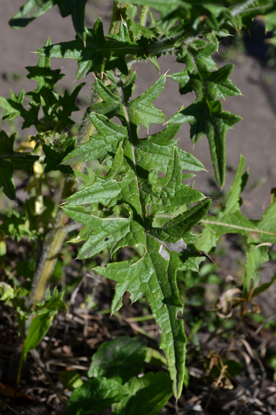 Image of Cirsium vulgare specimen.