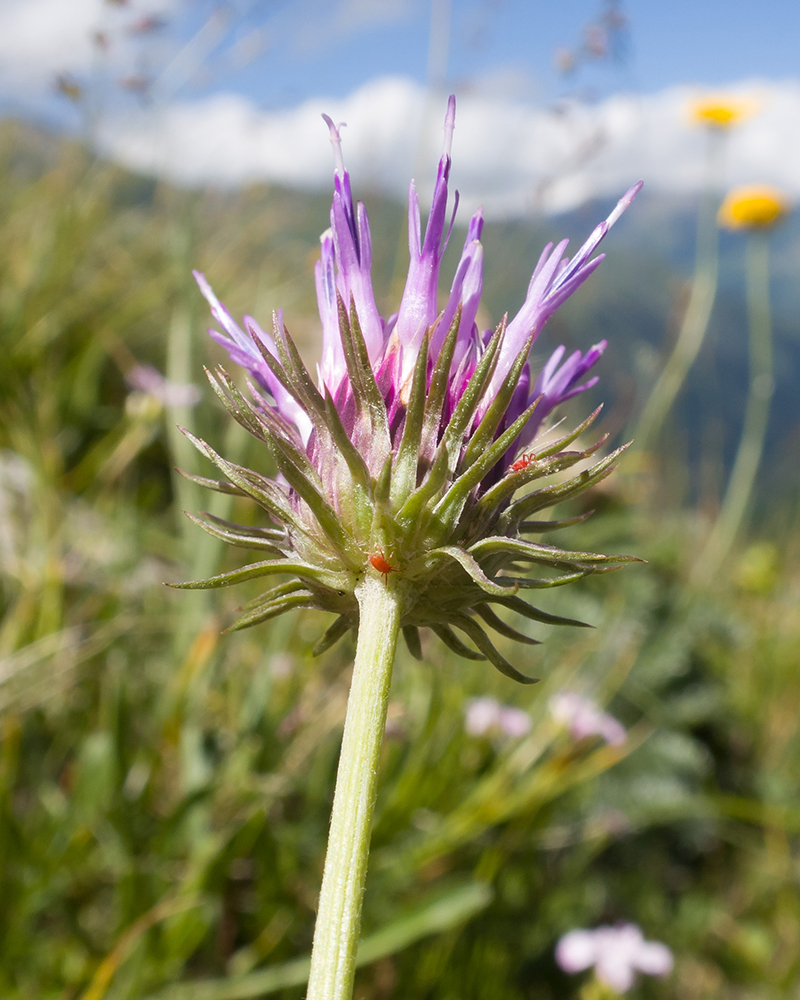 Image of genus Jurinea specimen.