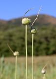 Allium longicuspis