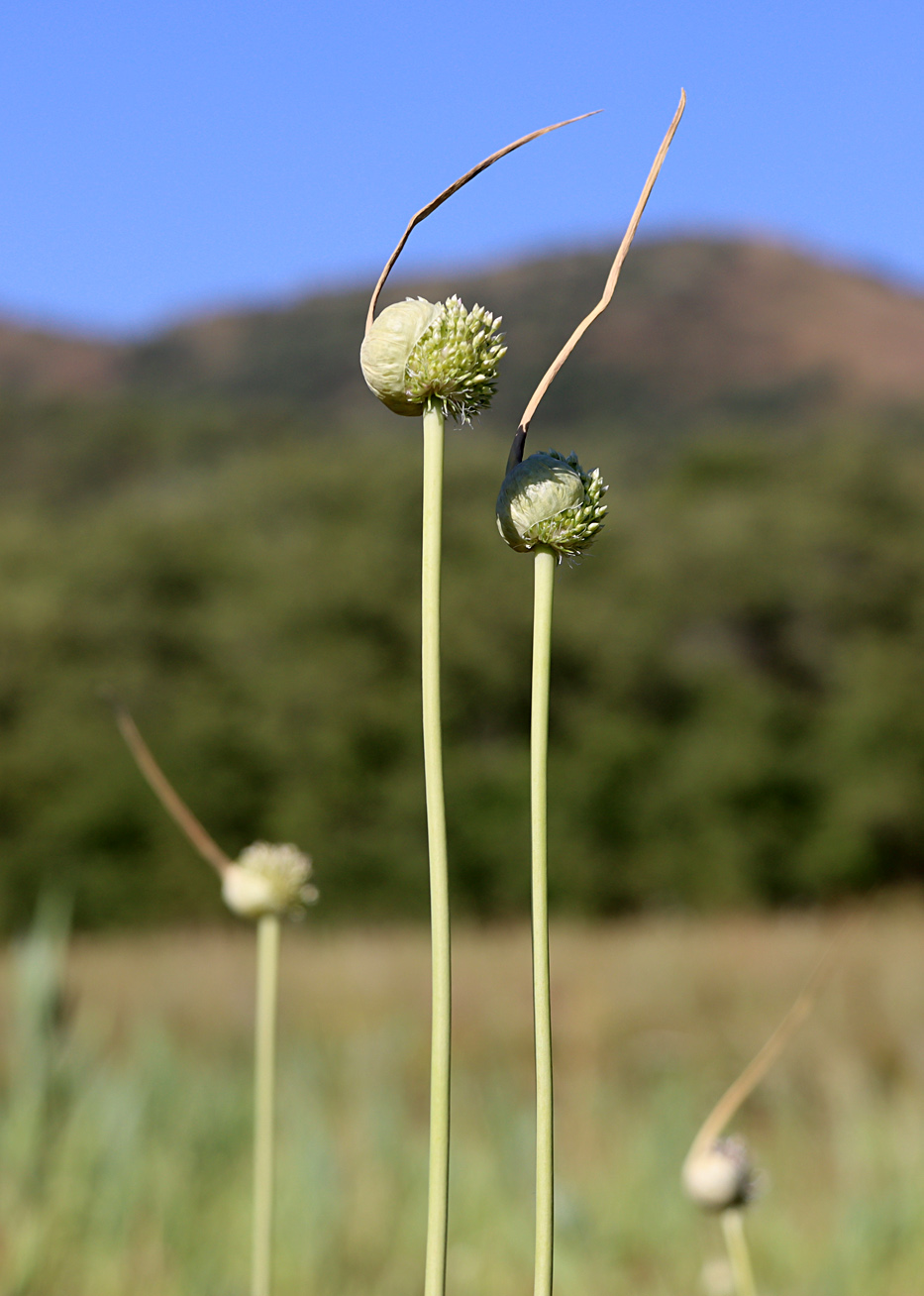 Image of Allium longicuspis specimen.