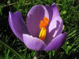 Crocus vernus. Цветок. Нидерланды, Гронинген, в культуре. 9 февраля 2008 г.