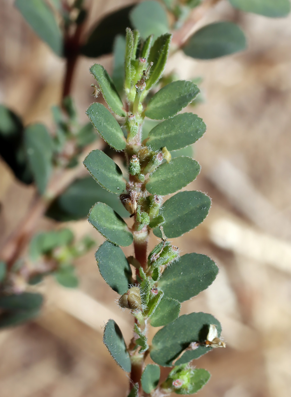 Изображение особи Euphorbia prostrata.