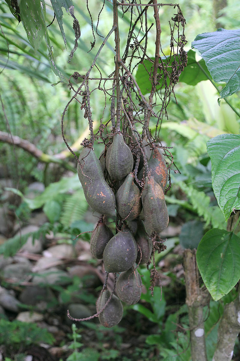 Image of familia Fabaceae specimen.