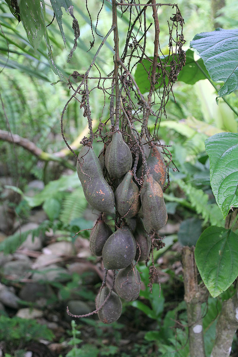 Изображение особи семейство Fabaceae.