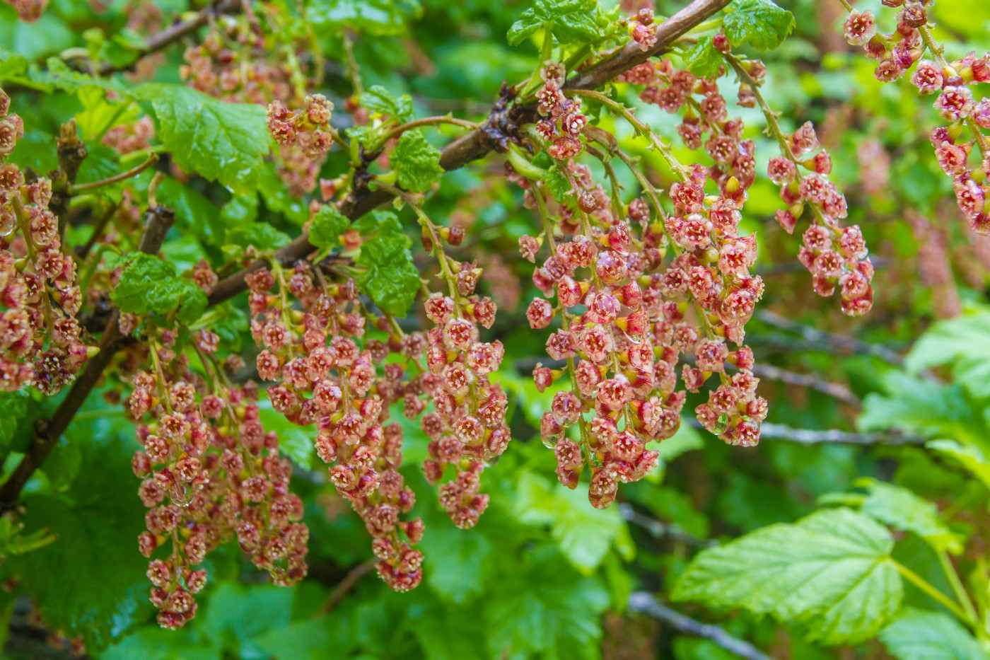 Image of Ribes biebersteinii specimen.