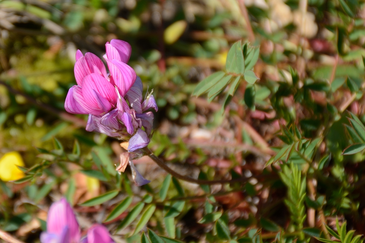 Изображение особи Onobrychis oxytropoides.