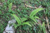 class Polypodiopsida. Вегетирующия(?) растения. Непал, провинция Гандаки-Прадеш, р-н Каски, Покхара. 27.11.2017.