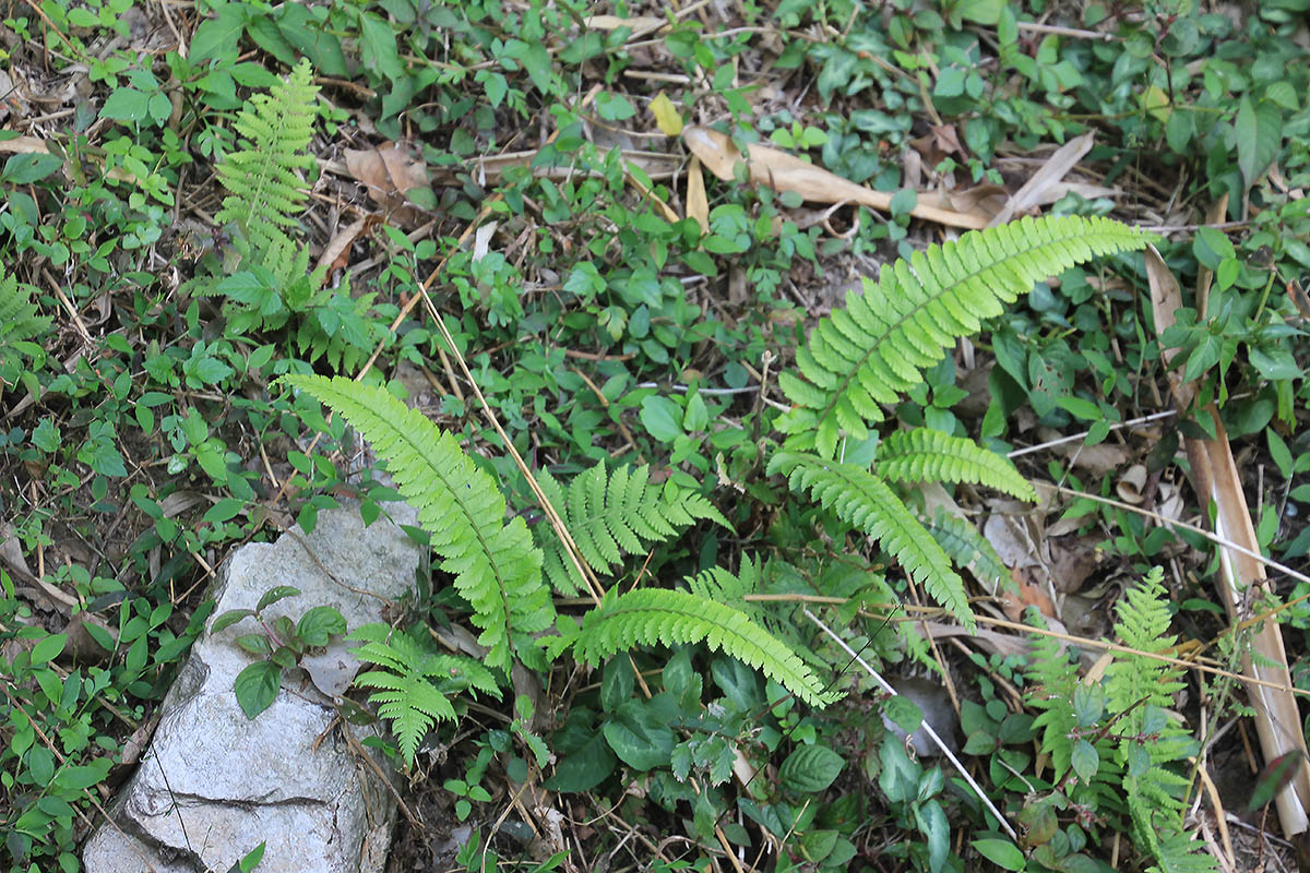 Image of class Polypodiopsida specimen.