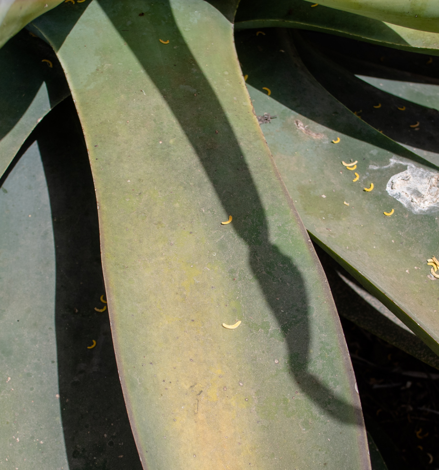 Image of Agave vilmoriniana specimen.