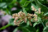 Aconogonon songaricum