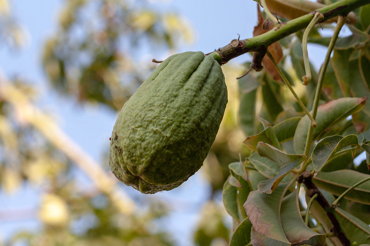 Изображение особи Ceiba insignis.