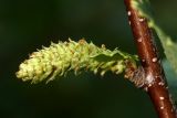 Betula czerepanovii