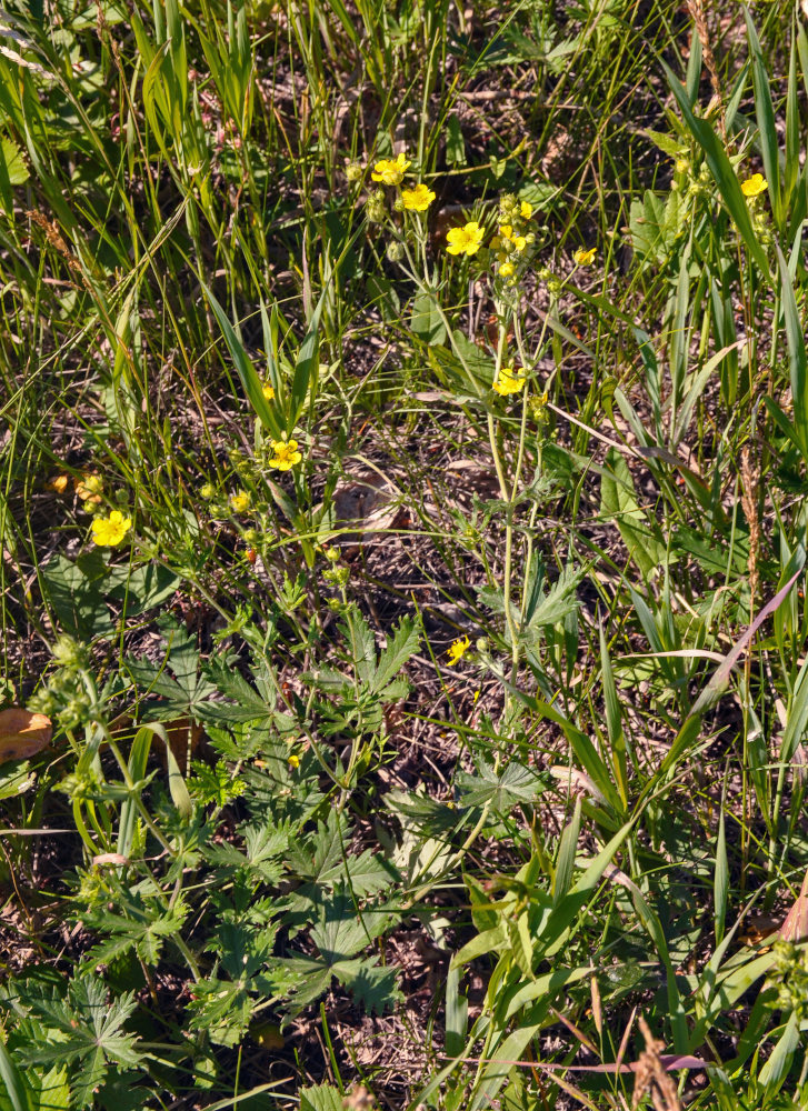 Image of genus Potentilla specimen.