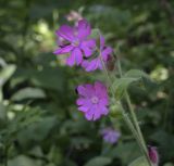 Melandrium dioicum