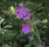 Melandrium dioicum. Верхушка цветущего растения. Ярославская обл., г. Переславль-Залесский, дендрологический парк им. С. Ф. Харитонова, разнотравный луг. 12.06.2022.