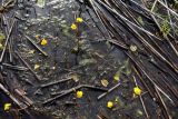 Utricularia australis