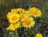 Inula britannica. Цветущие и развивающиеся соцветия-корзинки. Ульяновская обл., Мелекесский р-н, окр. пос. Моисеевка, долина р. Мал. Авраль, надпойменная терраса, засорённая пашня на границе с лугом. 23.07.2022.