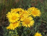 Inula britannica