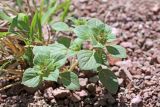 Ziziphora rotundifolia