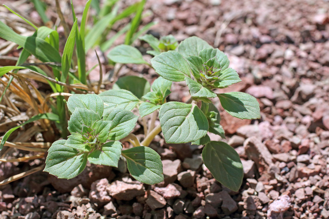 Изображение особи Ziziphora rotundifolia.