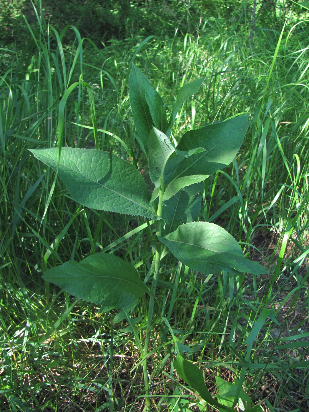 Изображение особи Lactuca quercina.