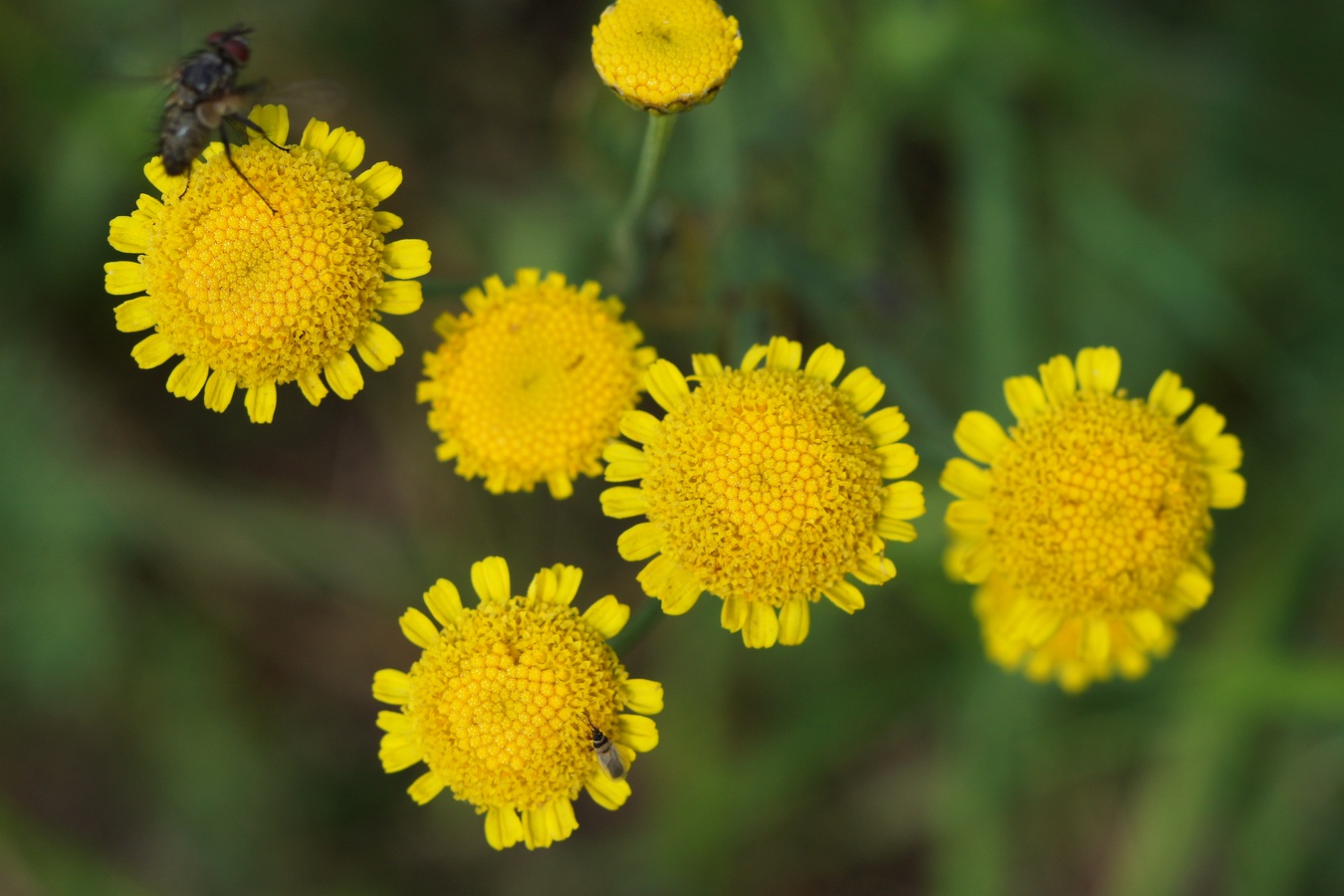 Image of Tanacetum millefolium specimen.