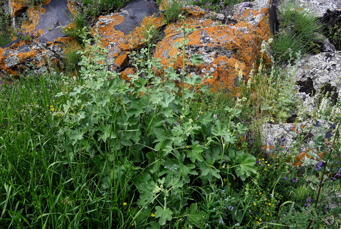 Изображение особи Alcea rugosa.