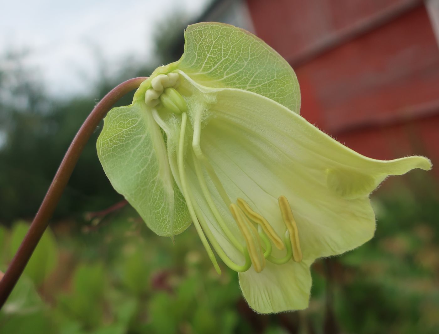 Image of Cobaea scandens specimen.