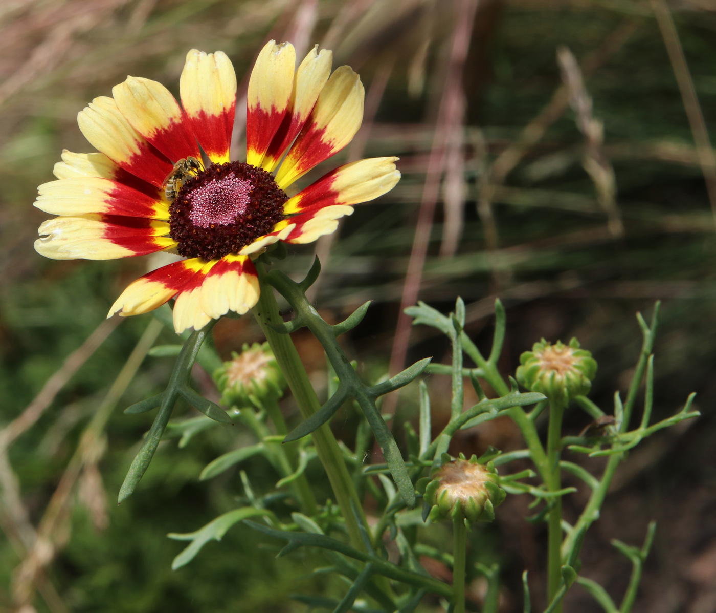 Изображение особи Ismelia carinata.