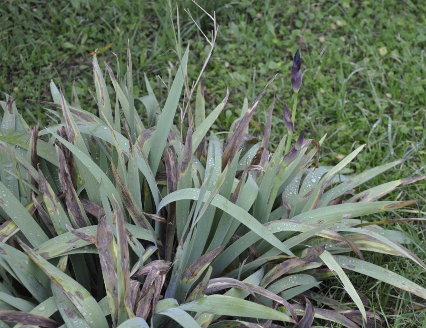 Изображение особи Iris germanica.