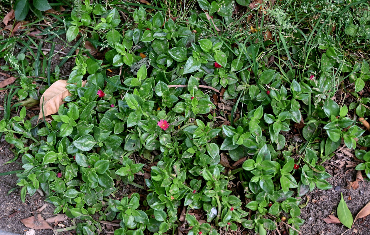 Image of Aptenia &times; vascosilvae specimen.