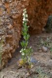 Delphinium rugulosum. Цветущее растение. Таджикистан, Согдийская обл., Исфара, глинисто-каменистый склон. 1 мая 2023 г.