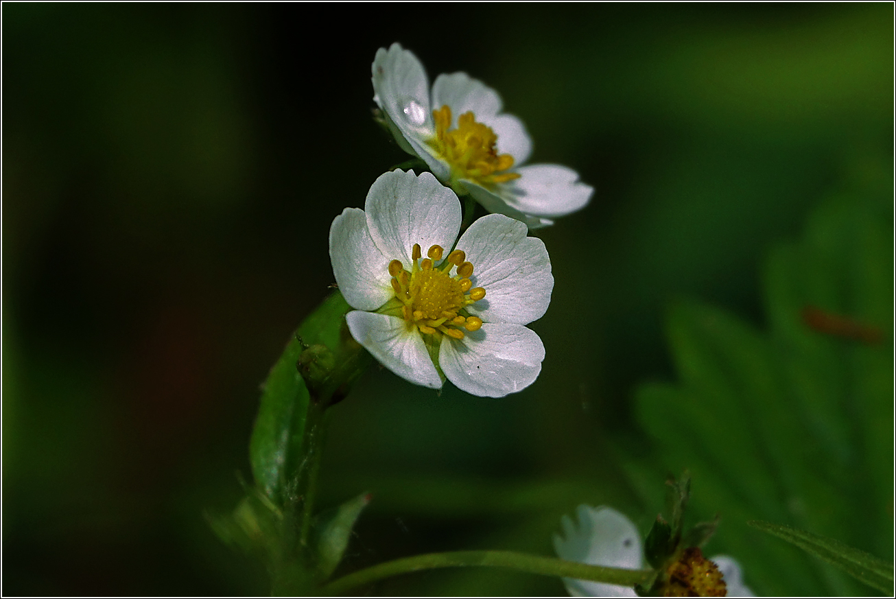 Изображение особи Fragaria vesca.